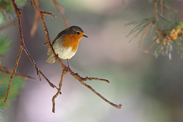 Imagen Naturaleza 33
