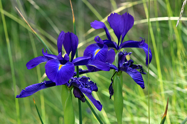 Imagen Naturaleza 8