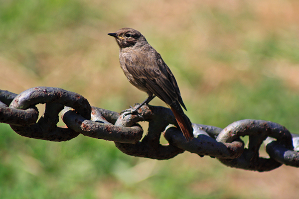 Imagen Naturaleza 03