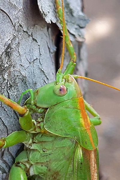Imagen Naturaleza 11