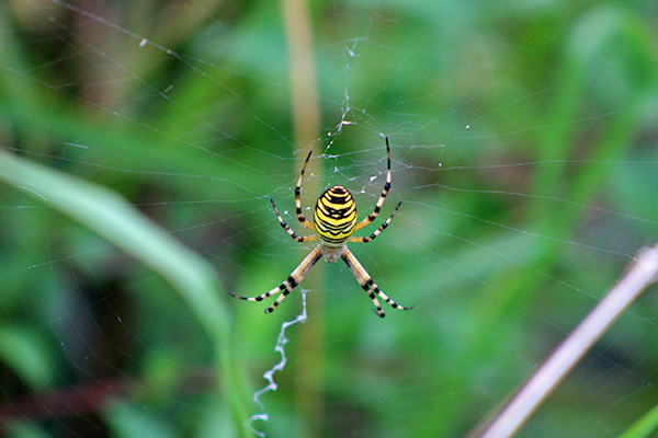 Imagen Naturaleza 13